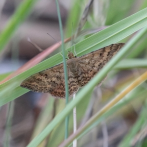 Scopula rubraria at Higgins Woodland - 30 Dec 2023