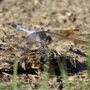 Orthetrum caledonicum at Hume, ACT - 30 Dec 2023