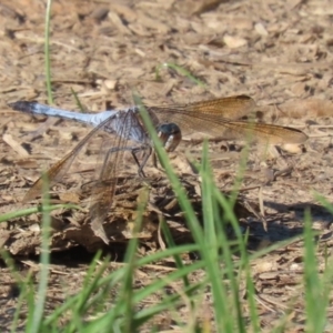 Orthetrum caledonicum at Hume, ACT - 30 Dec 2023 06:04 PM