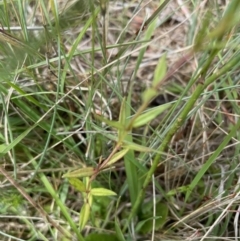 Veronica gracilis (Slender Speedwell) at Kosciuszko National Park - 30 Dec 2023 by brunonia