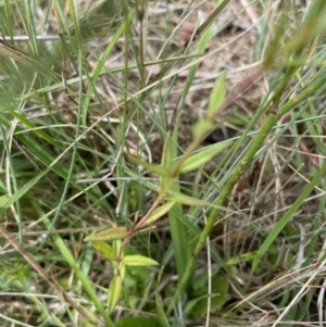 Veronica gracilis at Kosciuszko National Park - 30 Dec 2023 10:54 AM