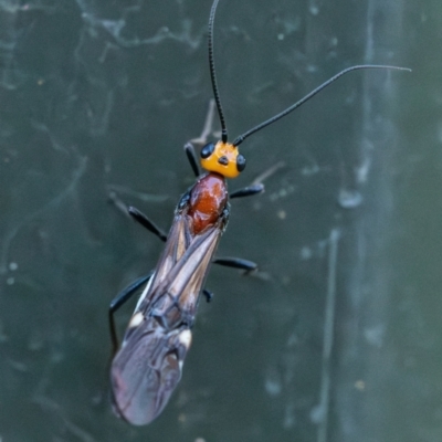 Braconidae (family) (Unidentified braconid wasp) at Higgins Woodland - 30 Dec 2023 by Untidy