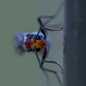 Braconidae (family) at Higgins Woodland - 30 Dec 2023