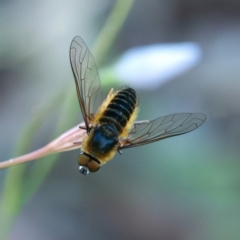 Lomatiini sp. (tribe) (A bee fly) at Higgins Woodland - 30 Dec 2023 by Untidy