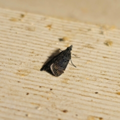 Unidentified Pyralid or Snout Moth (Pyralidae & Crambidae) at QPRC LGA - 30 Dec 2023 by Csteele4