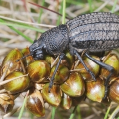 Talaurinus rugifer (Ground weevil) at Brindabella, NSW - 28 Dec 2023 by Harrisi