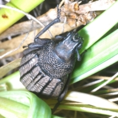 Amycterus morbillosus at Brindabella, NSW - 28 Dec 2023