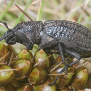 Amycterus morbillosus at Brindabella, NSW - 28 Dec 2023