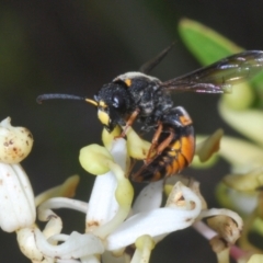 Eumeninae (subfamily) (Unidentified Potter wasp) at Brindabella, NSW - 28 Dec 2023 by Harrisi