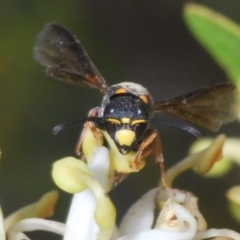 Eumeninae (subfamily) at Brindabella, NSW - 28 Dec 2023