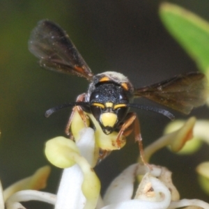 Eumeninae (subfamily) at Brindabella, NSW - 28 Dec 2023