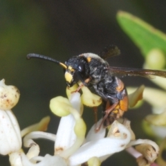 Eumeninae (subfamily) at Brindabella, NSW - 28 Dec 2023