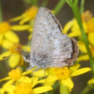 Neolucia agricola at Brindabella, NSW - 28 Dec 2023 05:31 PM