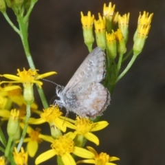 Neolucia agricola at Brindabella, NSW - 28 Dec 2023 05:31 PM