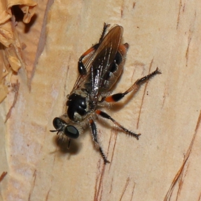 Unidentified Robber fly (Asilidae) at Capalaba, QLD - 27 Dec 2023 by TimL