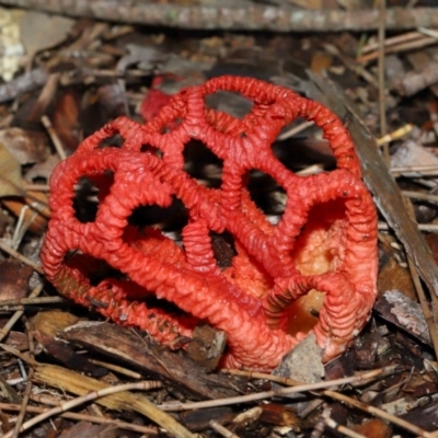 Colus hirudinosus at Ormiston, QLD - 30 Dec 2023 by TimL