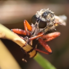 Unidentified Robber fly (Asilidae) at WREN Reserves - 28 Dec 2023 by KylieWaldon