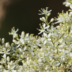 Bursaria spinosa at Wodonga - 28 Dec 2023 07:00 AM