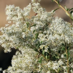 Bursaria spinosa at Wodonga - 28 Dec 2023 07:00 AM