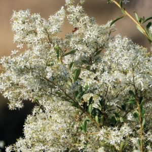 Bursaria spinosa at Wodonga - 28 Dec 2023 07:00 AM