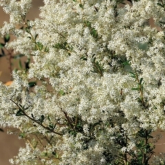 Bursaria spinosa at Wodonga - 28 Dec 2023