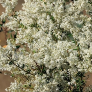 Bursaria spinosa at Wodonga - 28 Dec 2023 07:00 AM