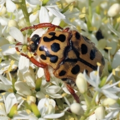 Neorrhina punctatum (Spotted flower chafer) at Wodonga - 28 Dec 2023 by KylieWaldon