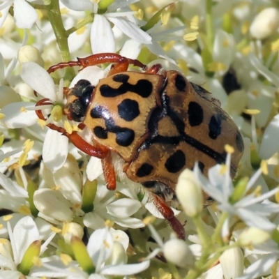 Neorrhina punctata (Spotted flower chafer) at Wodonga, VIC - 27 Dec 2023 by KylieWaldon