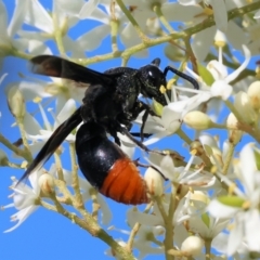 Unidentified Potter wasp (Vespidae, Eumeninae) at Wodonga - 27 Dec 2023 by KylieWaldon
