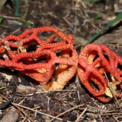 Colus hirudinosus at Ormiston, QLD - 30 Dec 2023 by TimL