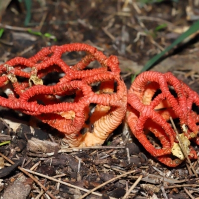 Colus hirudinosus at Ormiston, QLD - 30 Dec 2023 by TimL