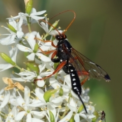 Echthromorpha intricatoria (Cream-spotted Ichneumon) at Wodonga - 28 Dec 2023 by KylieWaldon