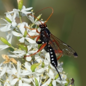 Echthromorpha intricatoria at Wodonga - 28 Dec 2023 07:19 AM