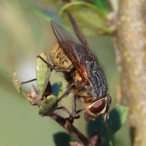 Calliphora stygia at WREN Reserves - 28 Dec 2023