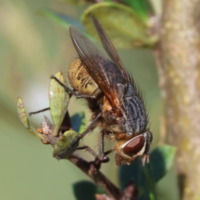 Unidentified Blow fly (Calliphoridae) at WREN Reserves - 27 Dec 2023 by KylieWaldon