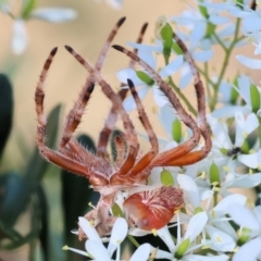 Unidentified Spider (Araneae) at Wodonga - 27 Dec 2023 by KylieWaldon
