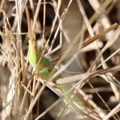 Acrida conica at WREN Reserves - 27 Dec 2023 by KylieWaldon