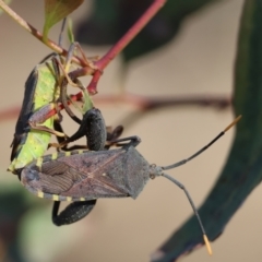 Amorbus alternatus (Eucalyptus Tip Bug) at Wodonga, VIC - 27 Dec 2023 by KylieWaldon