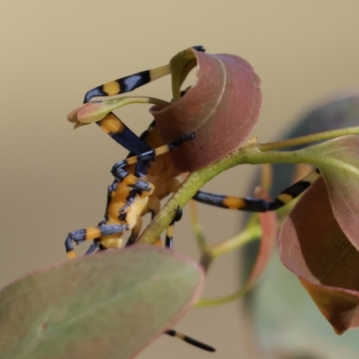 Amorbus alternatus (Eucalyptus Tip Bug) at Wodonga, VIC - 27 Dec 2023 by KylieWaldon