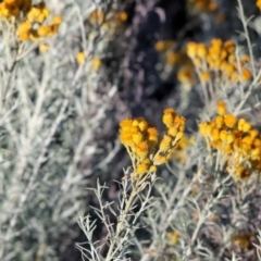 Chrysocephalum semipapposum (Clustered Everlasting) at Wodonga, VIC - 27 Dec 2023 by KylieWaldon