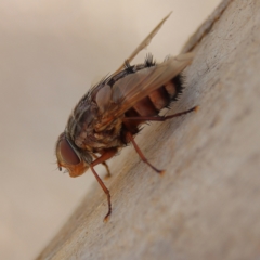 Rutilia (Rutilia) setosa (A bristle fly) at Higgins, ACT - 30 Dec 2023 by Trevor