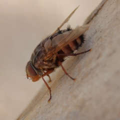 Rutilia (Rutilia) setosa (A bristle fly) at Higgins Woodland - 30 Dec 2023 by Trevor