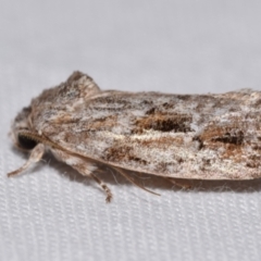 Agriophara discobola (A Gelechioid moth) at Jerrabomberra, NSW - 30 Dec 2023 by DianneClarke