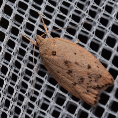 Garrha (genus) (A concealer moth) at Jerrabomberra, NSW - 30 Dec 2023 by DianneClarke