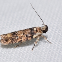 Ardozyga sodalisella (A Gelechioid moth) at Jerrabomberra, NSW - 30 Dec 2023 by DianneClarke