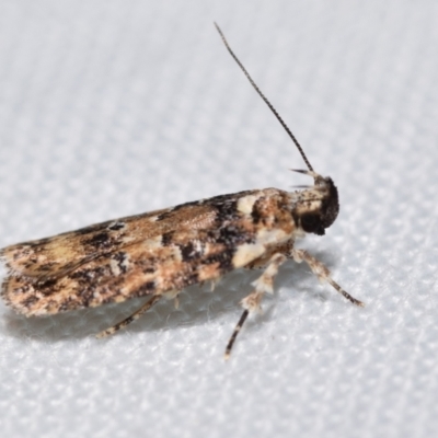 Ardozyga sodalisella (A Gelechioid moth) at Jerrabomberra, NSW - 30 Dec 2023 by DianneClarke