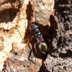 Daerlac cephalotes (Ant Mimicking Seedbug) at Higgins Woodland - 30 Dec 2023 by MichaelWenke