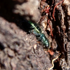 Eleale aspera (Clerid beetle) at Higgins Woodland - 30 Dec 2023 by MichaelWenke