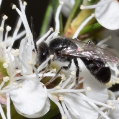 Lasioglossum (Chilalictus) sp. (genus & subgenus) (Halictid bee) at QPRC LGA - 29 Dec 2023 by DianneClarke