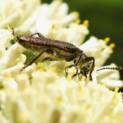 Eleale sp. (genus) (Clerid beetle) at Tidbinbilla Nature Reserve - 28 Dec 2023 by JohnBundock